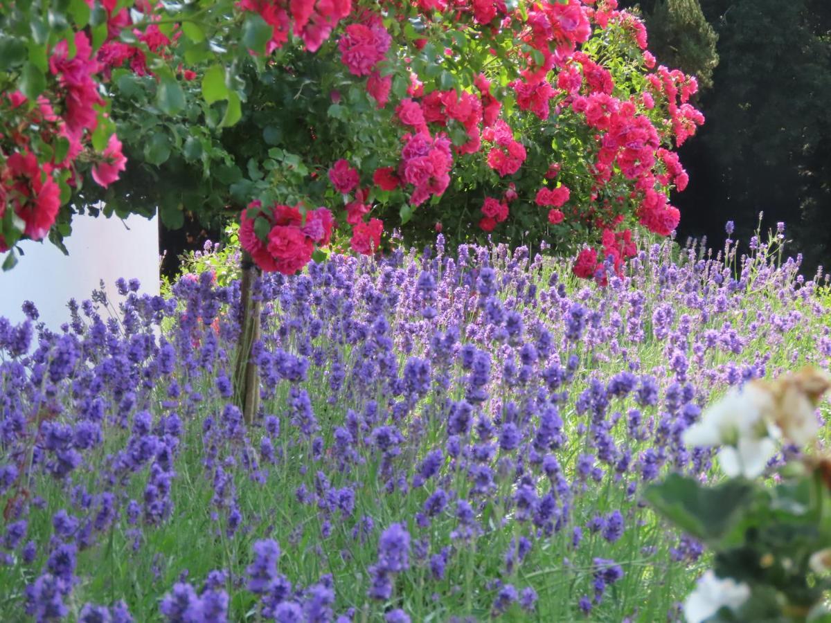 Noan Country House B&B Cashel  Exteriör bild